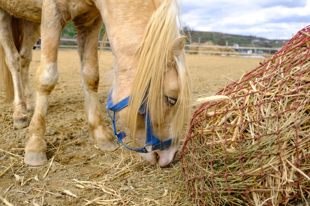 Grundlagen der Pferdefütterung - Heu
