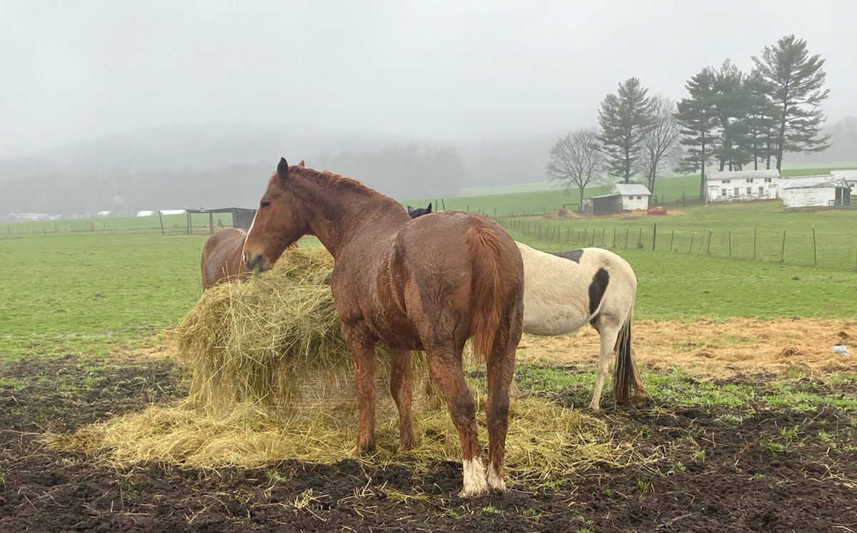 Pferde beim Anweiden auf einer Frühlingskoppel im März – Prävention von Hufrehe und Kolik.